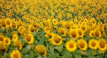 Goiás se isola na liderança da produção de sorgo e girassol